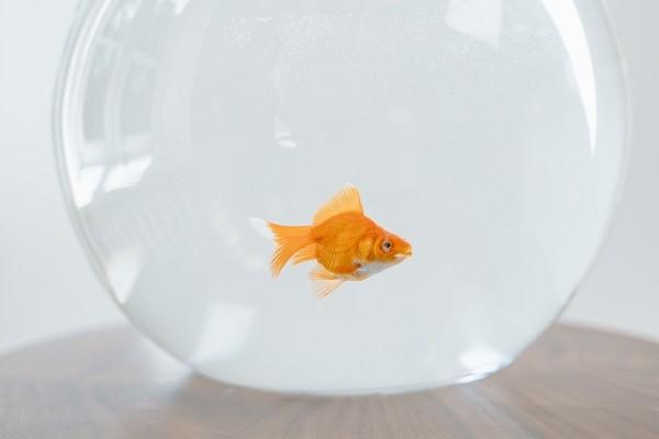 白條出賬日和還款日是什么時(shí)候？能提前還款嗎？