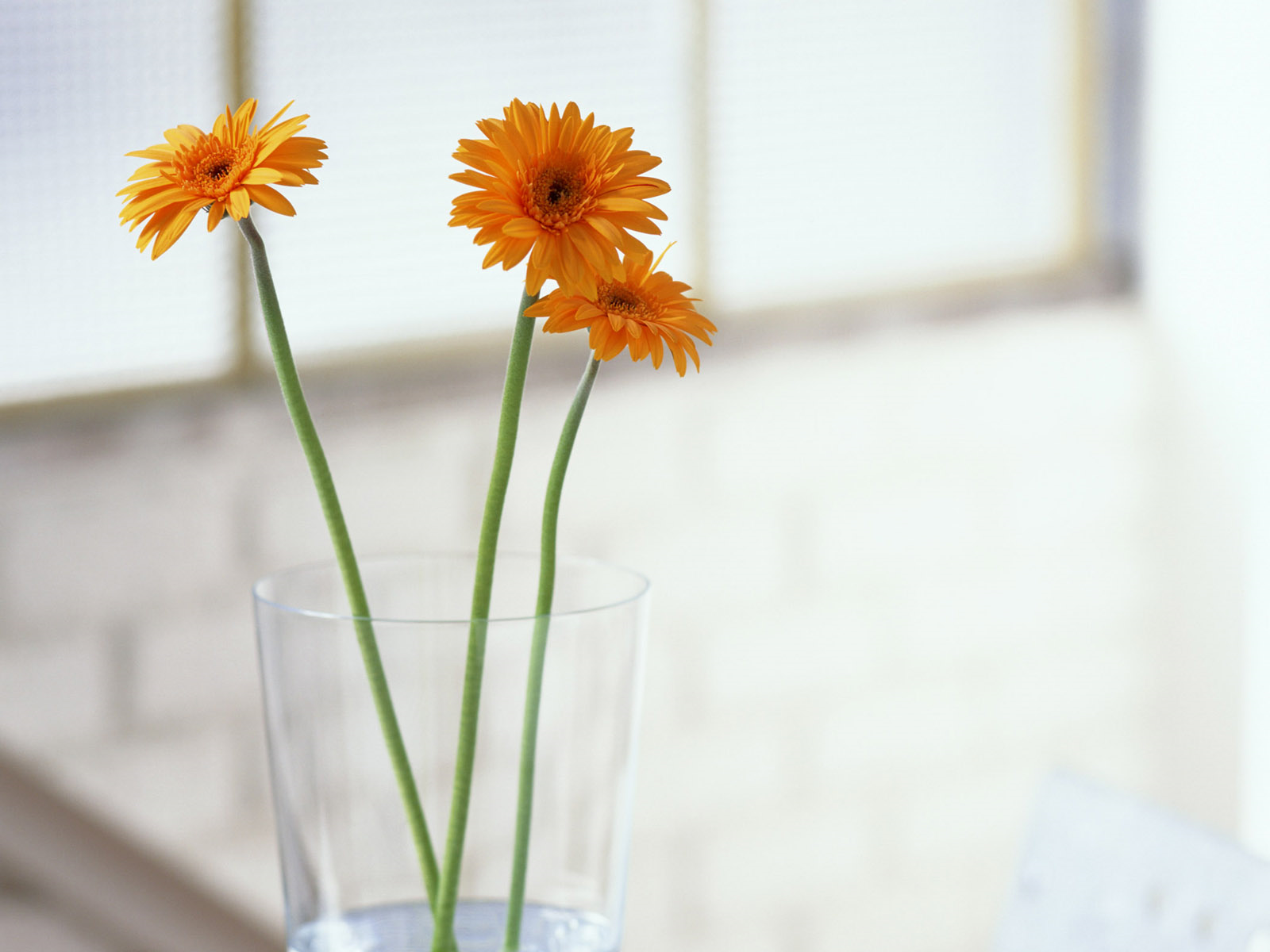开在心底的花（鹿洼煤矿&nbsp;刘贵侠）
