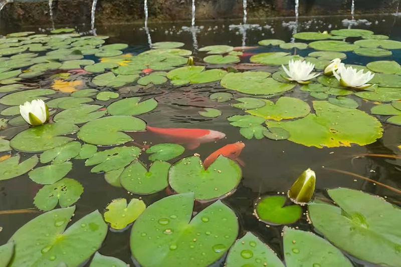 2021.7.16金桥煤矿：这季莲开只为最美的人( 宋士伟).jpg