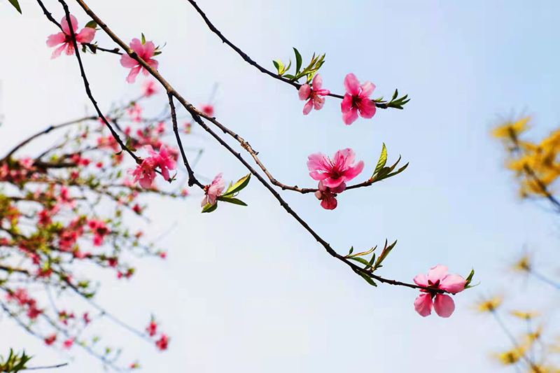 1649344639788436.jpg 2022.3.31金桥煤矿:赴一场与“春天”的约会(王海峰摄).jpg